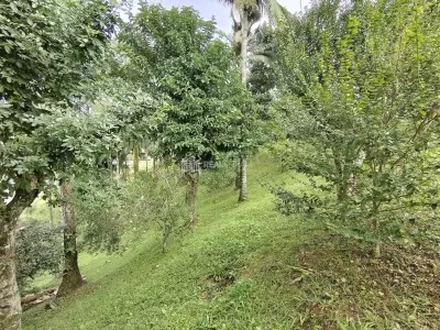 Bosque II