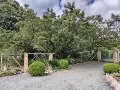 Figueira com + de 40 anos